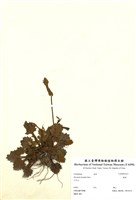 藏品(矮菊)的圖片